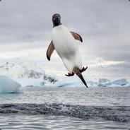 Aviation Penguin's - Steam avatar