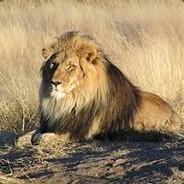 Lion's Stream profile image