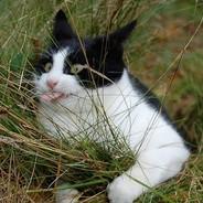 CatHats's Stream profile image