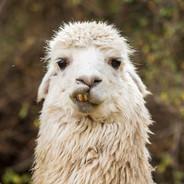 friendly Alpaca's Stream profile image
