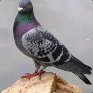 Hunted's - Steam avatar