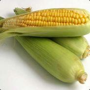 2 corn's - Steam avatar