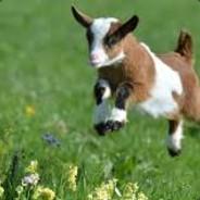 goats_'s Stream profile image