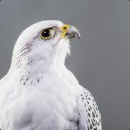 MOHXOP's - Steam avatar