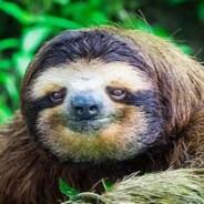 The Sloth's Stream profile image