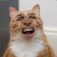 whalecat1's - Steam avatar