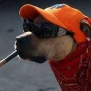 CÃO MUNISTA's - Steam avatar