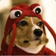 Lobster Corgi's Stream profile image