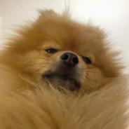 tofuberto's Stream profile image