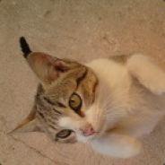 KaneNiaouGataki's Stream profile image