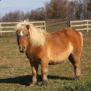 Lil' Sebastian's Stream profile image