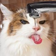 Meowmeow's Stream profile image