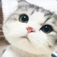 smallppp's Stream profile image