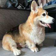 Hello's Stream profile image