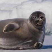 Lu.Seal's Stream profile image