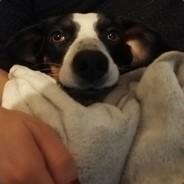 Lilperino's Stream profile image