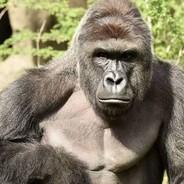 Lord and Savior Harambe's Stream profile image