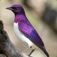 CC's Stream profile image