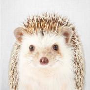 Sarah the Hedgehog's Stream profile image