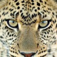 Leopardo's - Steam avatar