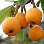 loquat's - Steam avatar