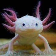 Axolotl's Stream profile image