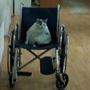 Wheelchair cat's Stream profile image