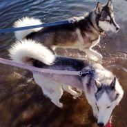 2Huskies's - Steam avatar