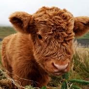 littlecow's Stream profile image
