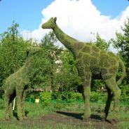 GG_Grass Giraffe_GG's Stream profile image