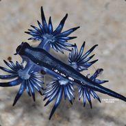 Cheverize's - Steam avatar