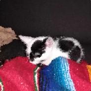 Vinsonic's Stream profile image