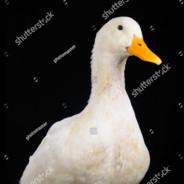 [Cddee] ondardi's Stream profile image