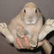 wabbitSeason's - Steam avatar