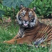 tigerclaws's - Steam avatar