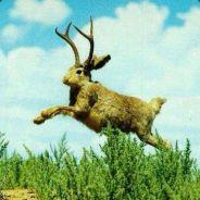 Wolpertinger's Stream profile image