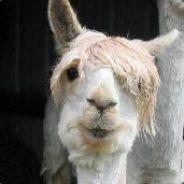 Dagashy's Stream profile image