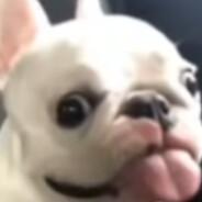 blame the dog's Stream profile image