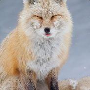 KitKat's - Steam avatar