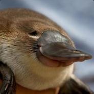 Placid Platypus's Stream profile image