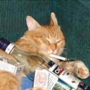 Gato Drunky's - Steam avatar