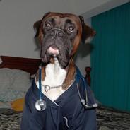 TheDogtor's Stream profile image