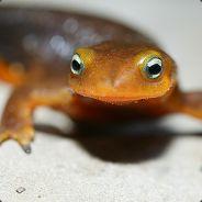 SalamandatusSA's - Steam avatar