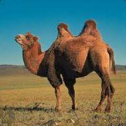 Camel's - Steam avatar