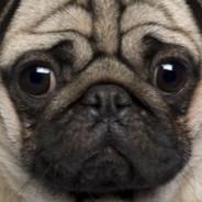 pog's Stream profile image