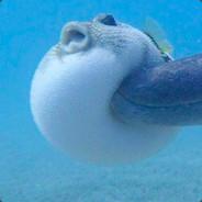 puffer fish's Stream profile image