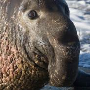 That Elephant Seal's Stream profile image