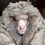 IDontGiveASheep's - Steam avatar