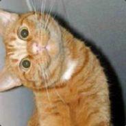 Cat's Stream profile image