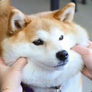 ming's Stream profile image